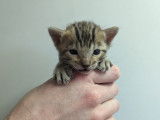 Chatons Bengal LOOF à vendre