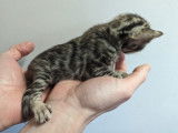 Chatons Bengal LOOF à vendre