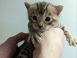 Chatons Bengal LOOF à vendre