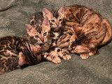 Chatons Bengal à vendre