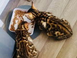 Chatons Bengal à vendre