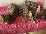 Chatons Bengal à vendre