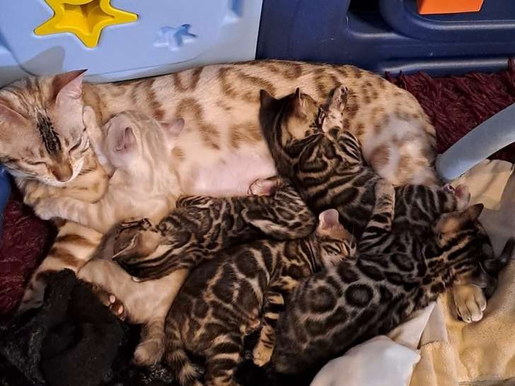 Chatons Bengal LOOF à reserver