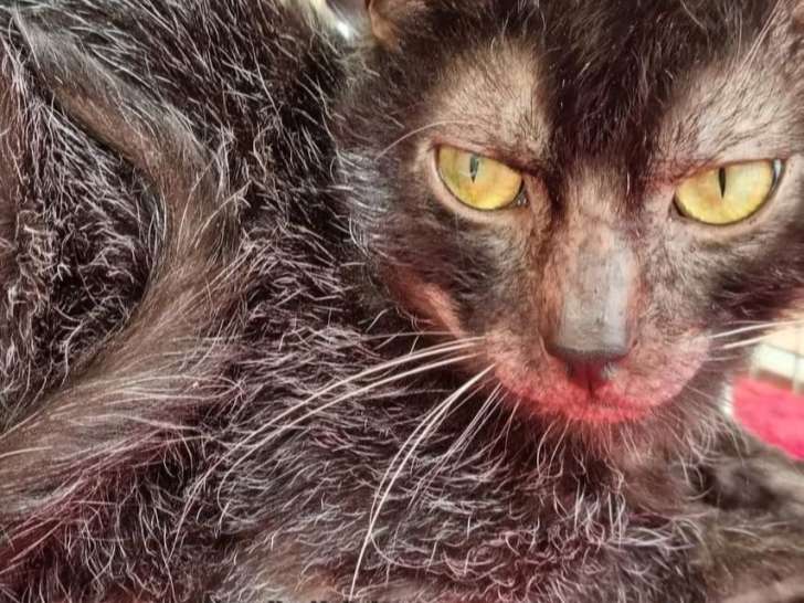 Chat adulte mâle Lykoï LOOF noir de 5 ans à vendre