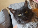 Chat adulte Maine Coon noir fumé LOOF de 2 ans disponible à la vente