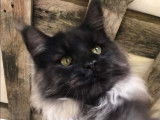 Chat adulte Maine Coon noir fumé LOOF de 2 ans disponible à la vente