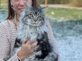 3 chatons Maine Coons mâles à la vente (LOOF)
