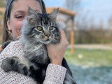 3 chatons Maine Coons mâles à la vente (LOOF)