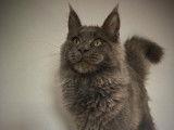 Chat Maine Coon bleu de 4 ans LOOF disponible pour une saillie