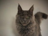Chat Maine Coon bleu de 4 ans LOOF disponible pour une saillie