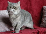 Chatte Exotic Shorthair bleu golden de 4 ans disponible (LOOF)