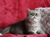 Chatte Exotic Shorthair bleu golden de 4 ans disponible (LOOF)