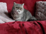 Chatte Exotic Shorthair bleu golden de 4 ans disponible (LOOF)