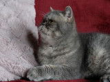 Chatte Exotic Shorthair bleu golden de 4 ans disponible (LOOF)