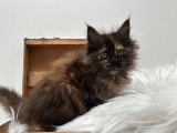 Une chatonne Maine Coon noire LOOF &agrave; acheter