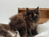 Une chatonne Maine Coon noire LOOF &agrave; acheter