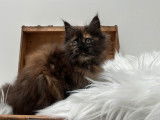 Une chatonne Maine Coon noire LOOF &agrave; acheter