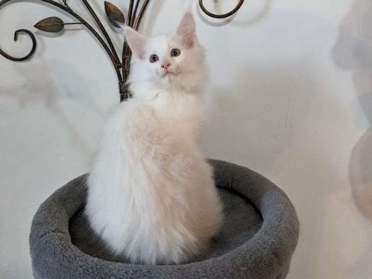 Disponible à la vente : une chatonne Maine Coon LOOF blanche polydactyle