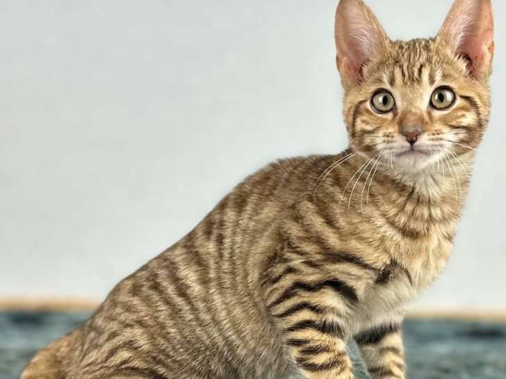 À vendre : une chatonne Toyger LOOF au pelage tigré