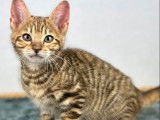 À vendre : une chatonne Toyger LOOF au pelage tigré