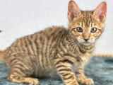 À vendre : une chatonne Toyger LOOF au pelage tigré