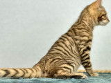 À vendre : une chatonne Toyger LOOF au pelage tigré