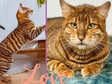 À vendre : une chatonne Toyger LOOF au pelage tigré