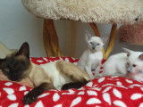 2 chatons mâles Siamois LOOF à réserver