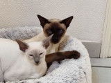 2 chatons mâles Siamois LOOF à réserver
