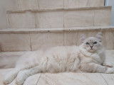 Mâle Ragdoll disponible pour saillie