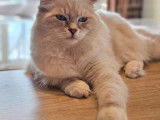 Mâle Ragdoll disponible pour saillie