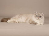 Mâle Ragdoll Loof disponible pour saillie