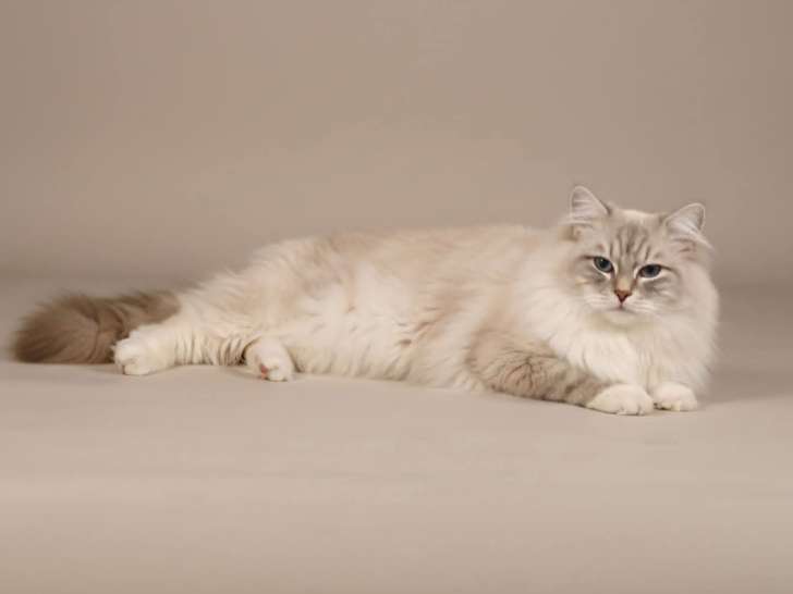 Mâle Ragdoll Loof disponible pour saillie