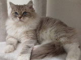 Mâle Ragdoll Loof disponible pour saillie