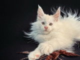 2 chatons Maine Coons LOOF disponible à la réservation