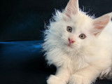 2 chatons Maine Coons LOOF disponible à la réservation