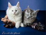 2 chatons Maine Coons LOOF disponible à la réservation