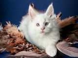 2 chatons Maine Coons LOOF disponible à la réservation
