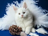 2 chatons Maine Coons LOOF disponible à la réservation