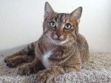 À adopter : chatte tigrée