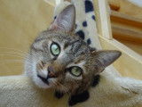 À adopter : chatte tigrée