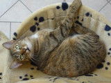 À adopter : chatte tigrée