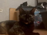 Chatte disponible à l'adoption