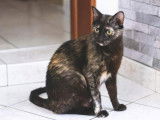 Chatte disponible à l'adoption