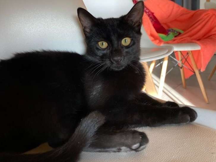 Prêt pour l'adoption : chaton noir