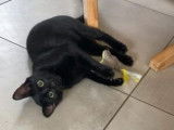 Prêt pour l'adoption : chaton noir