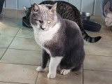 Chatte disponible à l'adoption