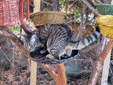 À accueillir dans une famille aimante : chat tigré gris