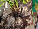 Chatte de 3 ans à accueillir