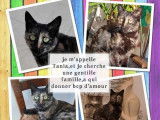 Chatte de 3 ans à accueillir